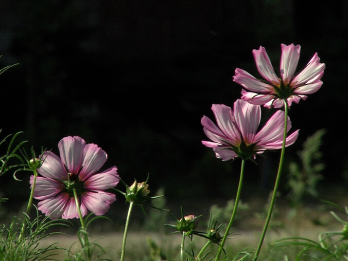 Morze kwiatów w Pile - grafika