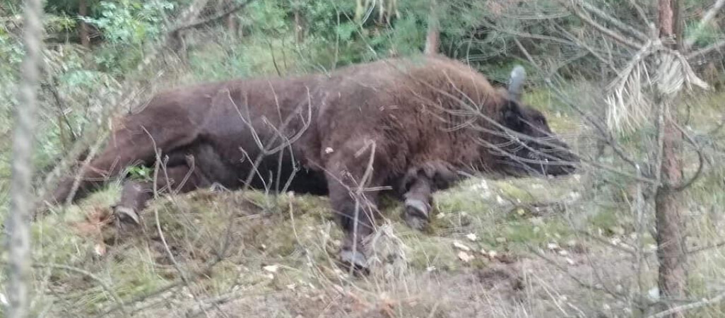 Coraz więcej zwierząt ginie na drogach