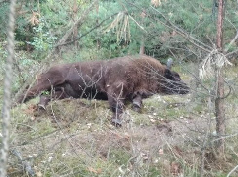 Coraz więcej zwierząt ginie na drogach - grafika