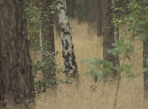 Prokuratura w Lasach Państwowych - grafika