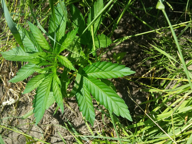 Plantacja marihuany w gminie Białośliwie - grafika