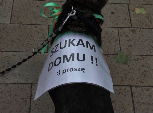 "Przygarnij burka i kocurka" - akcja już w niedzielę - grafika