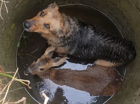 Sarna i pies w studni. Zwierzęta uratowali strażacy  - grafika