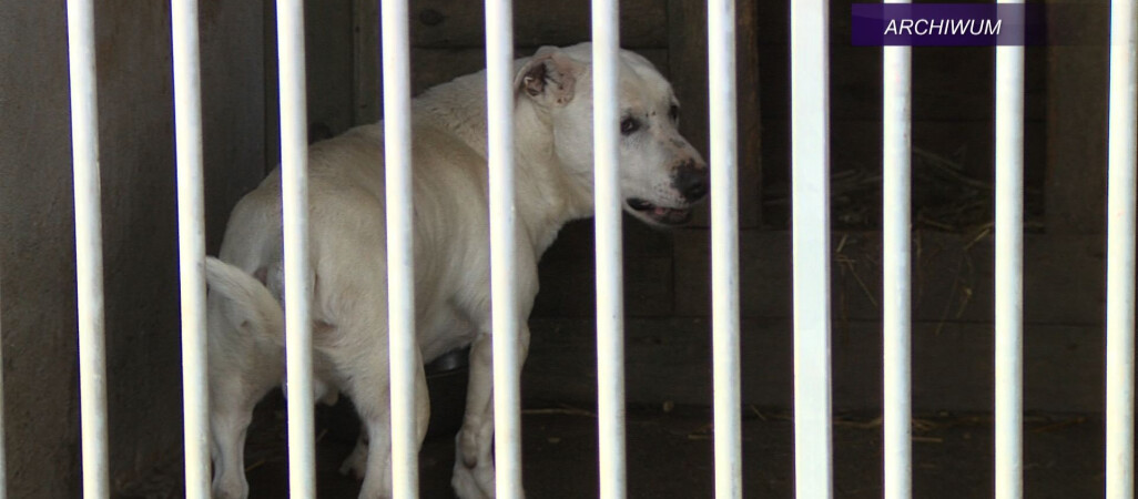 Zenon J. skazany za znęcanie się nad zwierzętami