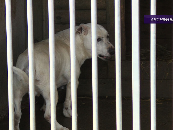 Zenon J. skazany za znęcanie się nad zwierzętami - grafika