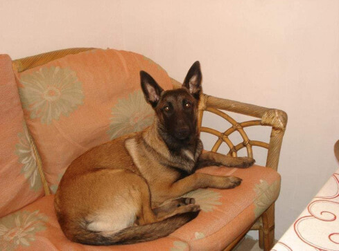 Zaginął owczarek belgijski. Właściciele proszą o pomoc - grafika