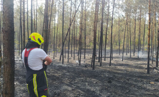 Pożary lasów w powiecie czarnkowsko-trzcianeckim