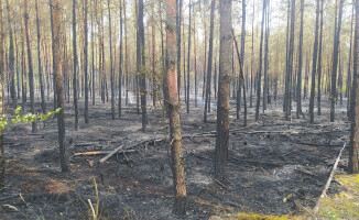 Pożary lasów w powiecie czarnkowsko-trzcianeckim