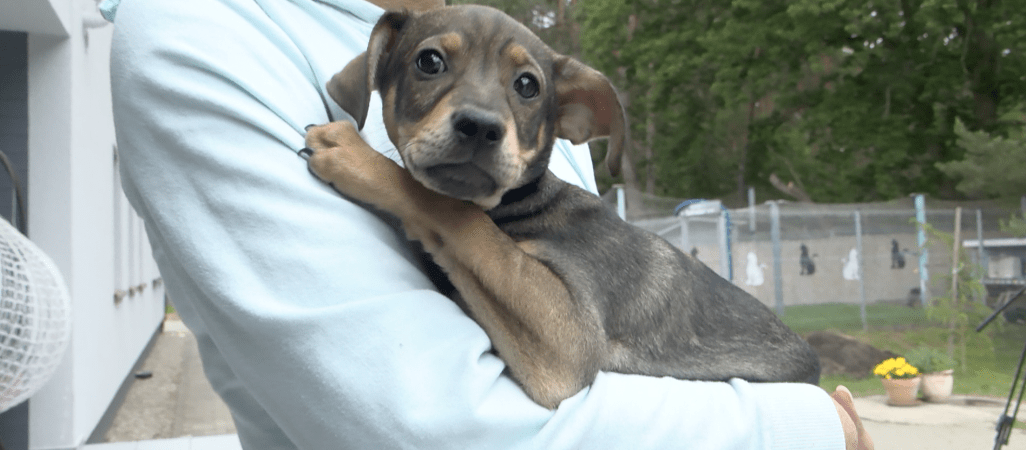 Porzucają zwierzęta przed wakacjami