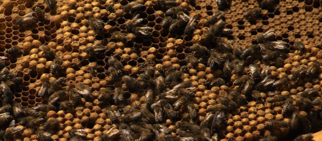 Tragiczny rok dla pszczelarzy