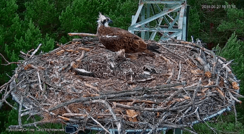 Kolejny atak na rybołowy - grafika