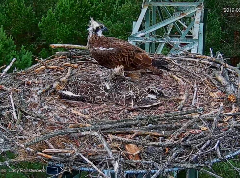 Młody rybołów porwany przez jastrzębia - grafika