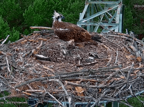 Młody rybołów porwany przez jastrzębia - grafika