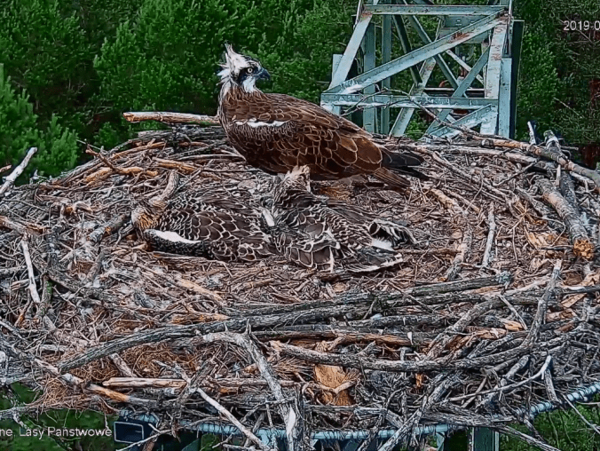 Kolejny atak na rybołowy - grafika