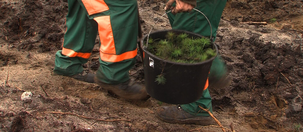 Nowy las już rośnie