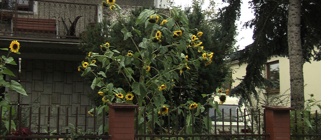 Słonecznik gigant w Pile