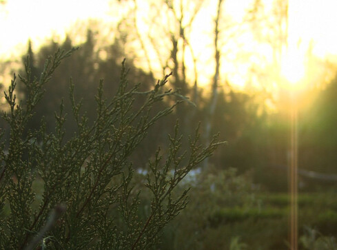 Już jutro najkrótszy dzień w tym roku! - grafika