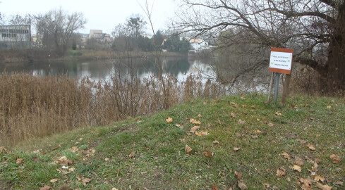 Zatruty staw przy Alei Poznańskiej w Pile - grafika