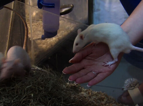 Coraz więcej szczurów w Pile - grafika