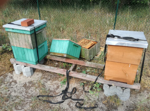 Z premedytacją rozbił trzy ule sąsiadom  - grafika