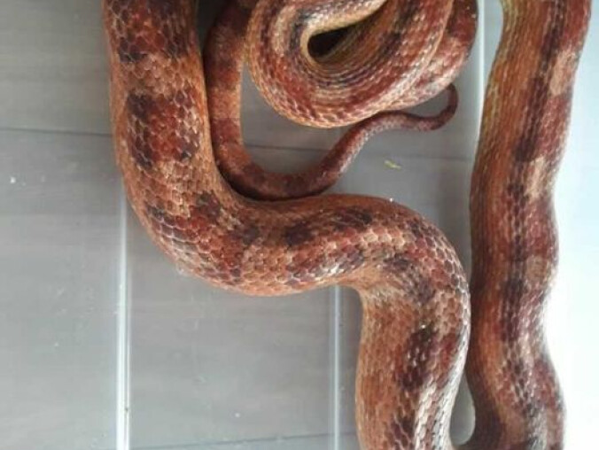 Wąż zbożowy wrócił do właściciela  - grafika