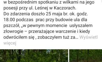 "Usłyszałem przerażające warczenie. Chwyciłem za deskę, nie odstępowały". Wilki zaatakowały w Kaczorach? 