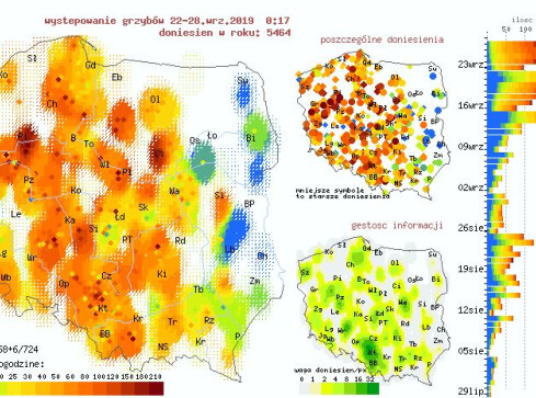Gdzie na grzyby? Sprawdź mapę ich występowania - grafika