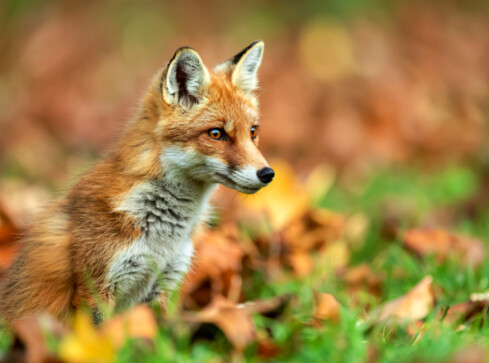 Światowy Dzień Zwierząt. Ich ochrona jest dziś ważniejsza niż k - grafika