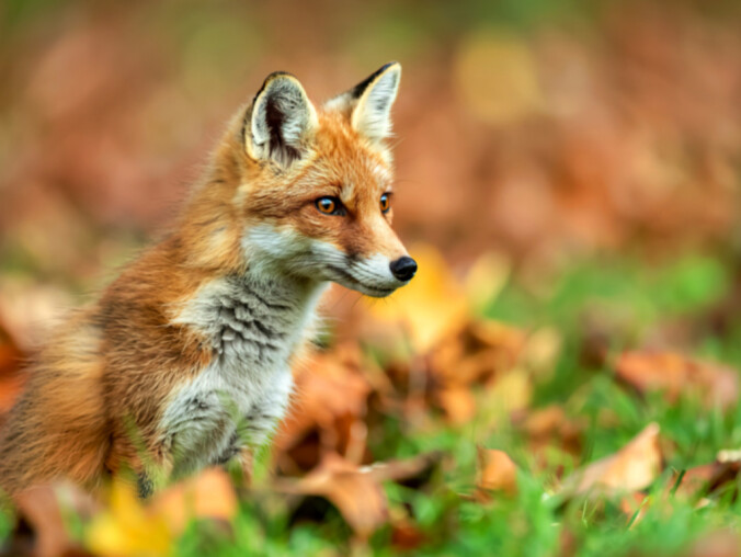 Światowy Dzień Zwierząt. Ich ochrona jest dziś ważniejsza niż k - grafika