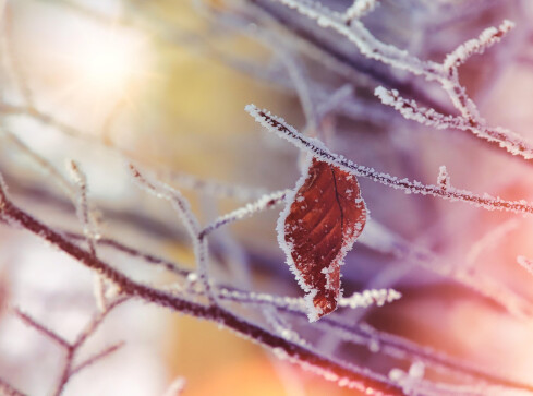 Najbliższe dni będą mroźne - grafika