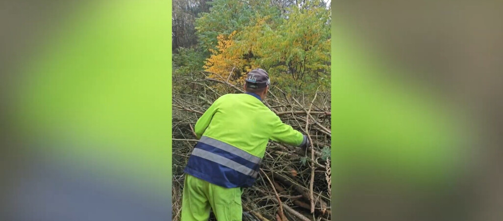 Gałęzie do lasu? Nie wolno