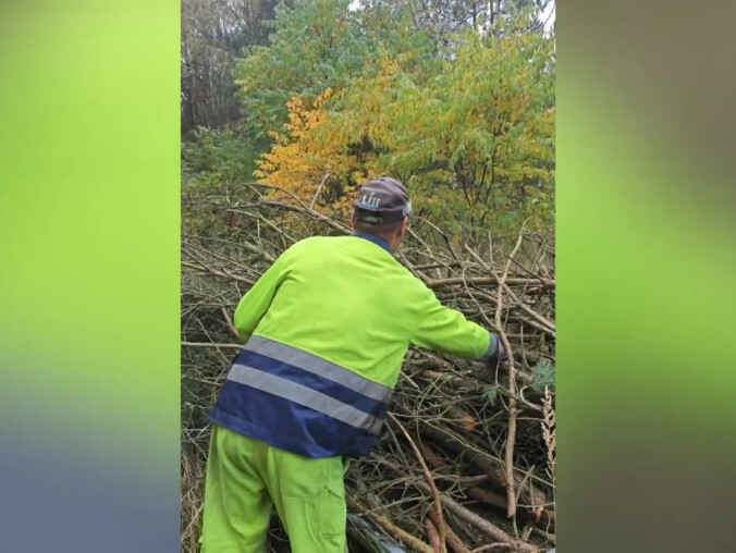 Gałęzie do lasu? Nie wolno - grafika