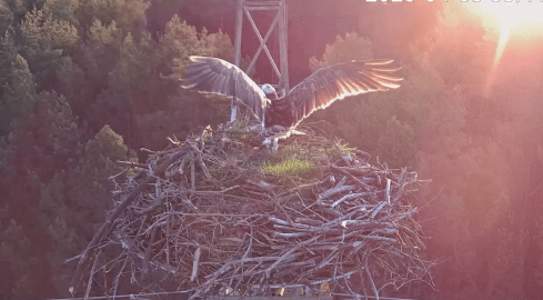 Rybołów wrócił do Lipki - grafika