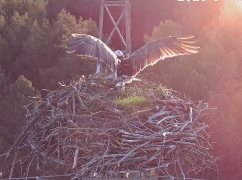 Rybołów wrócił do Lipki - grafika