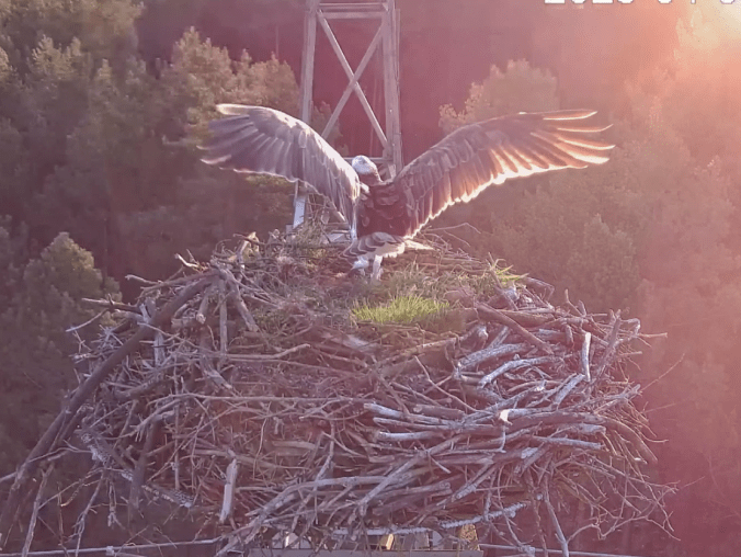 Rybołów wrócił do Lipki - grafika