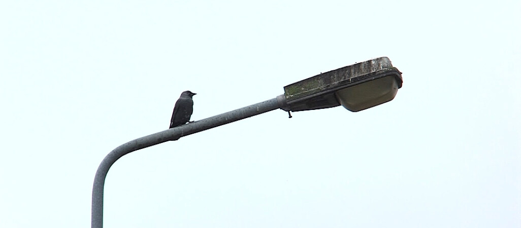 Kilka tysięcy lamp ulicznych jest do wymiany