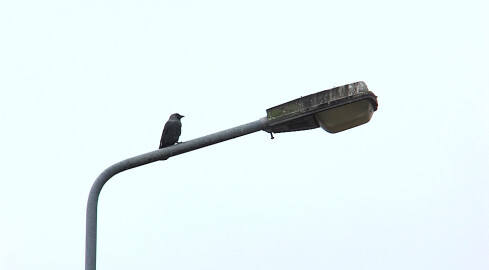 Kilka tysięcy lamp ulicznych jest do wymiany - grafika