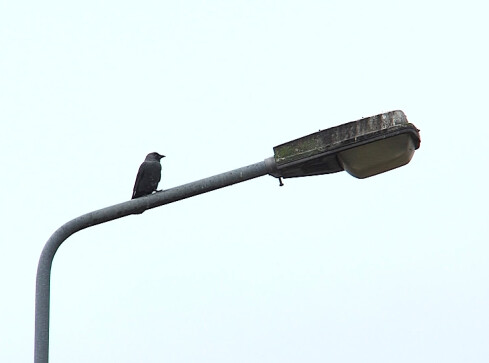 Kilka tysięcy lamp ulicznych jest do wymiany - grafika