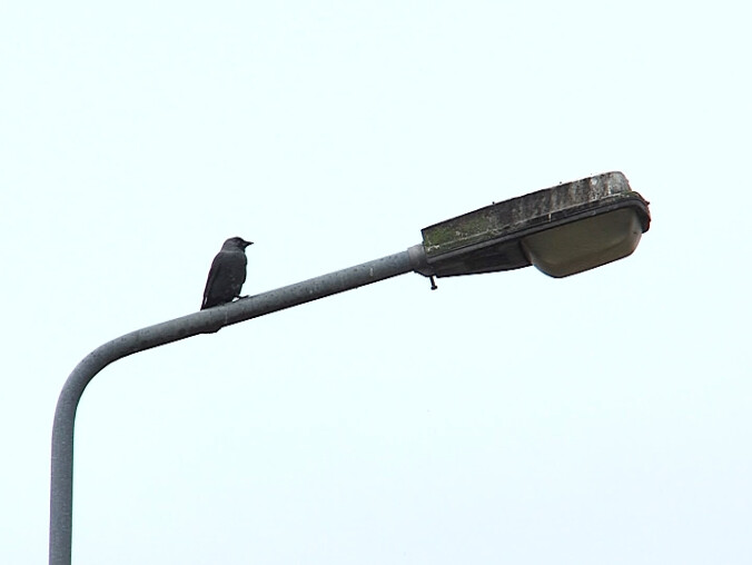 Kilka tysięcy lamp ulicznych jest do wymiany - grafika