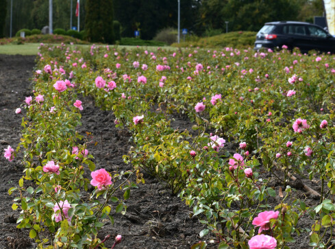 Nowe nasadzenia w Pile - grafika