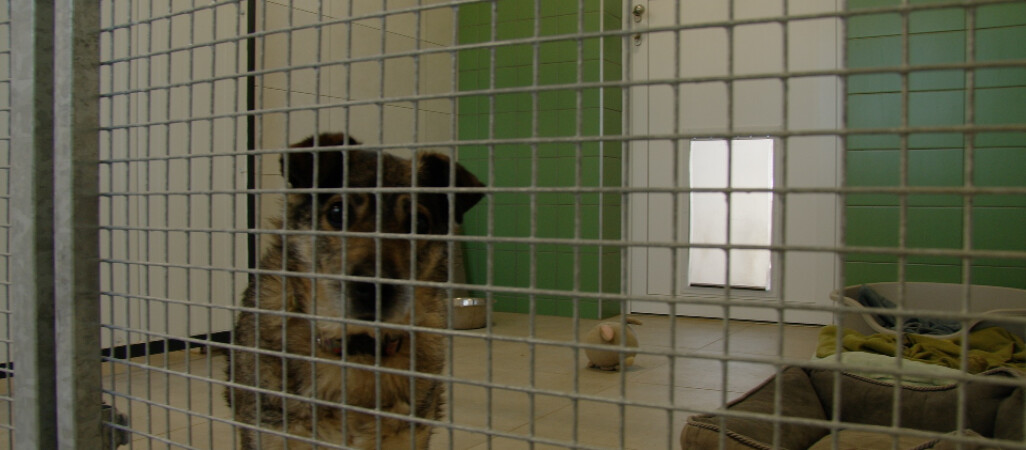 Rośnie liczba adopcji zwierząt ze schroniska