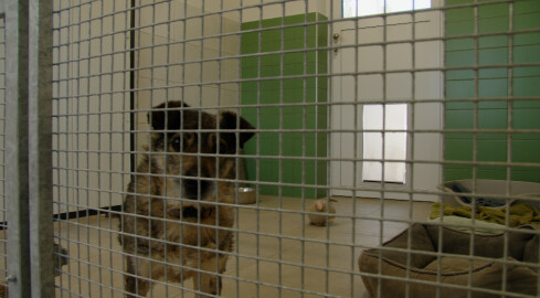 Rośnie liczba adopcji zwierząt ze schroniska - grafika