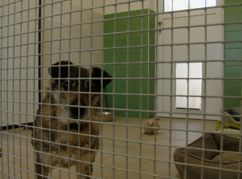 Rośnie liczba adopcji zwierząt ze schroniska - grafika