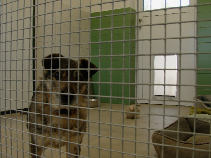 Rośnie liczba adopcji zwierząt ze schroniska - grafika