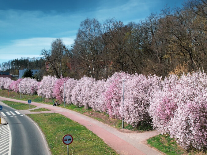 Piła cała w kwiatach - grafika