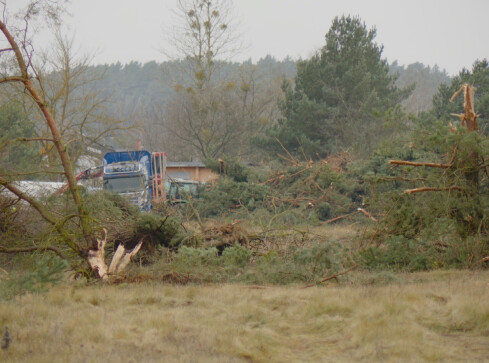 Wycinają drzewa przy lotnisku. Będzie tu galeria handlowa - grafika