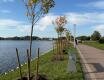 Nowe drzewa przy promenadzie - grafika