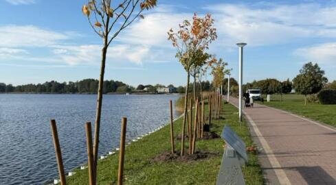 Nowe drzewa przy promenadzie - grafika