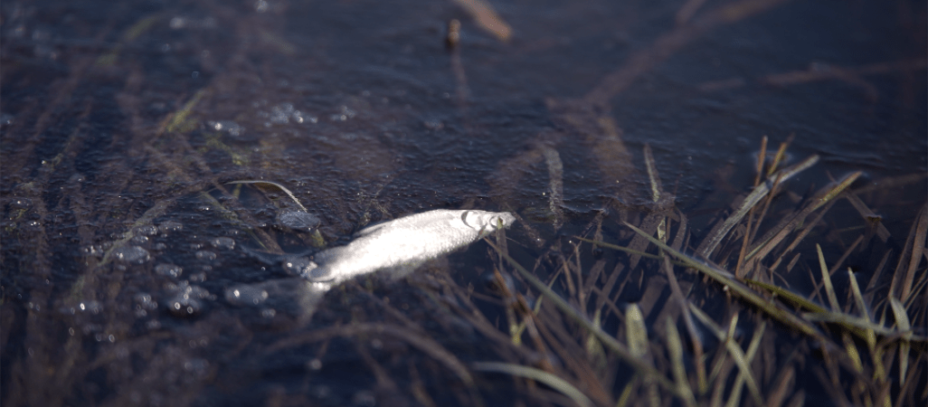 Setki śniętych ryb