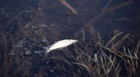 Setki śniętych ryb - grafika